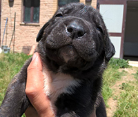 cucciolata cane corso rustic